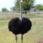Инвестиции в страусиную ферму – выгодно или нет