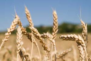 Экспортная пошлина позволила сократить на треть поставки пшеницы за границу