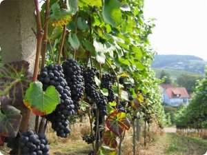 Крымские виноградники могут привлечь французские инвестиции