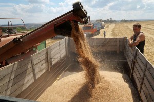 Экспорт пшеницы РФ в следующем сельхозгоду снизится на 17%
