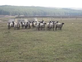 Аренда земельного участка для разведения овец
