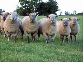 Преимущества и недостатки бизнеса по разведению овец