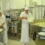 Как начать производство сыра в мини цехе в качестве бизнеса