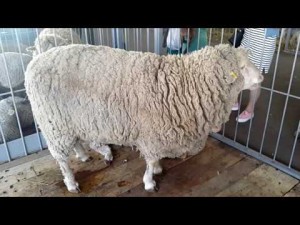 Выбор породы овец